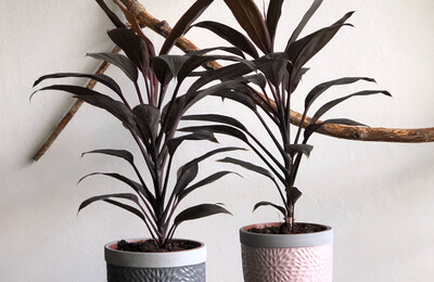 Sadovskaya.by Аглаонема